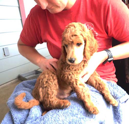 jh8wkstandardpoodlepuppiesforsale