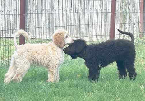 jr10wkstandardpoodle01.jpg
