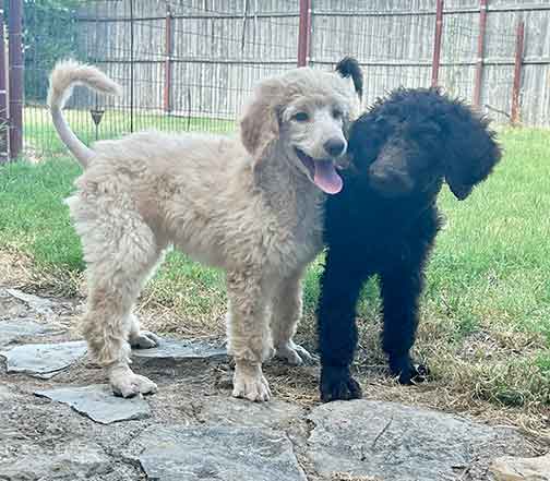 jr10wkstandardpoodle02.jpg