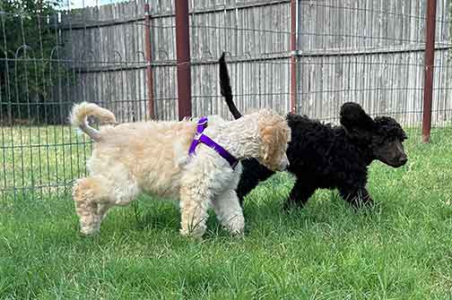 jr10wkstandardpoodle03.jpg