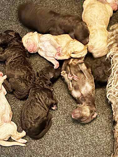 jr1wkstandardpoodlepuppies.jpg
