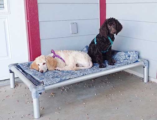 jr3mstandardpoodlesforsale01.jpg