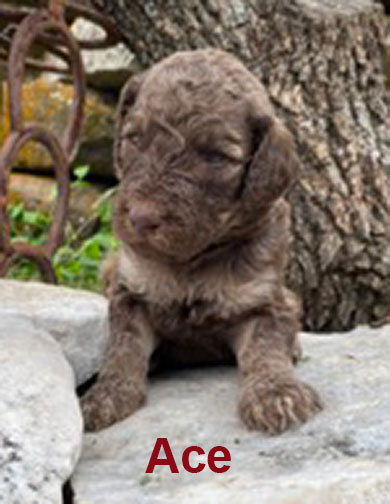 jr3wkAcestandardpoodlepuppyforsale.jpg
