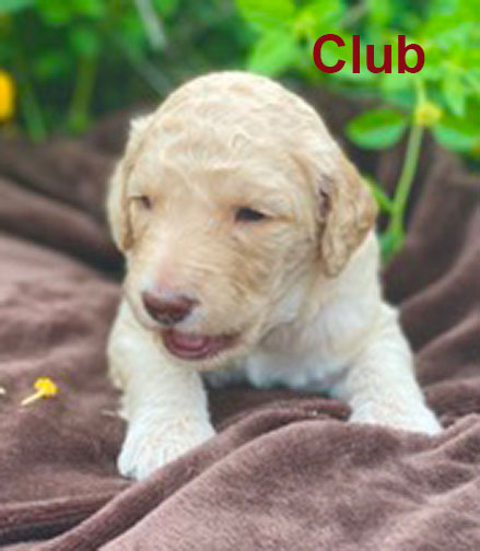jr3wkClubstandardpoodlepuppyforsale.jpg