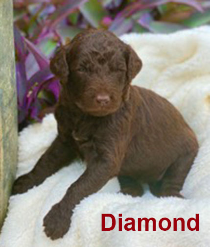 jr3wkDiamondstandardpoodlepuppyforsale.jpg