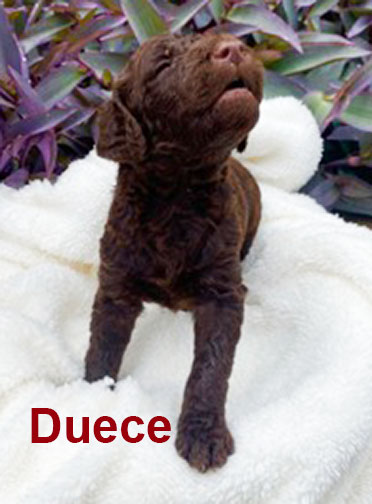 jr3wkDuecestandardpoodlepuppyforsale.jpg