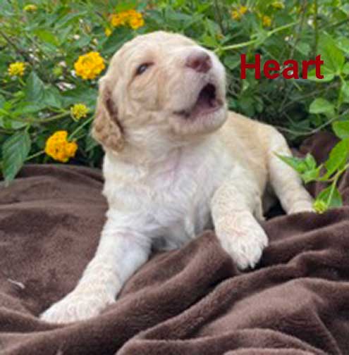 jr3wkHeartstandardpoodlepuppyforsale.jpg