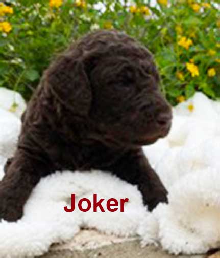 jr3wkJokerstandardpoodlepuppyforsale.jpg