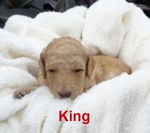 jr3wkKingstandardpoodlepuppyforsale.jpg