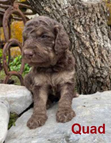 jr3wkQuadstandardpoodlepuppyforsale.jpg