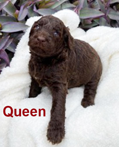 jr3wkQueenstandardpoodlepuppyforsale.jpg