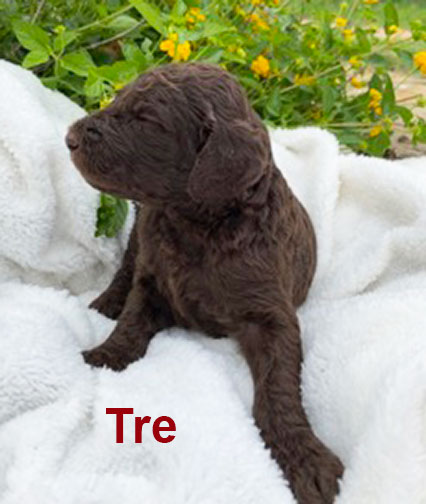 jr3wkTrestandardpoodlepuppyforsale.jpg