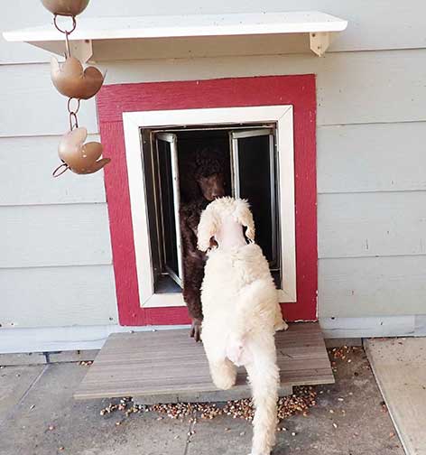 jr7wks01standardpoodles.jpg