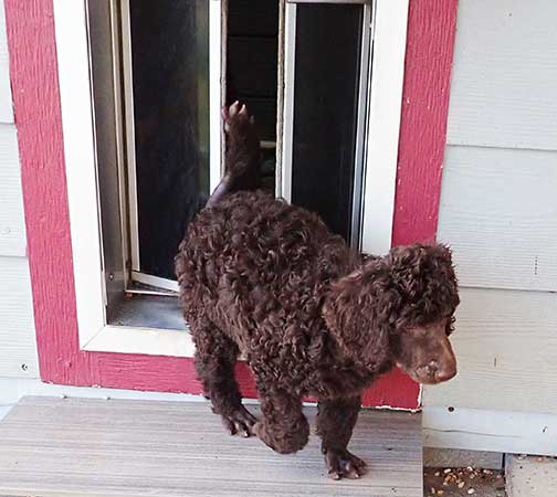 jr7wks02standardpoodles.jpg