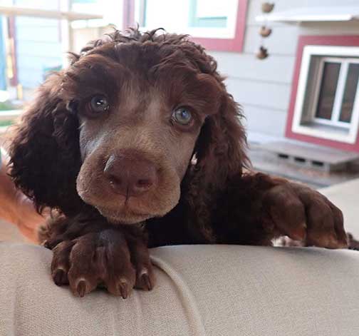 jr7wks03standardpoodles.jpg