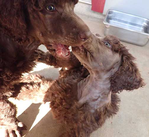 jr7wks04standardpoodles.jpg