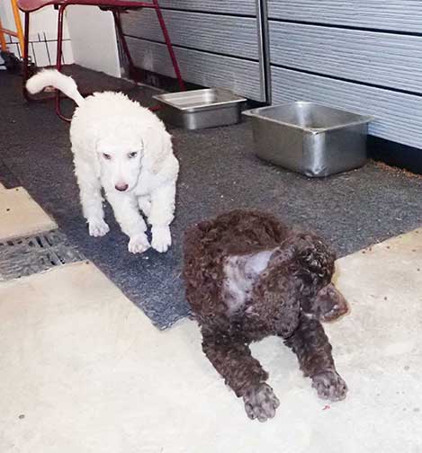 jr7wks06standardpoodles.jpg
