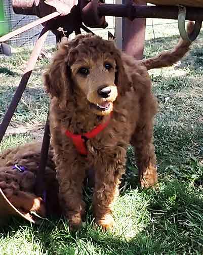 nd10wksPetuniaredstandardpoodles01