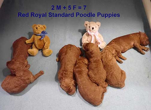 nd2wk-1redroyalstandardpoodles nd2wk-1redroyalstandardpoodles