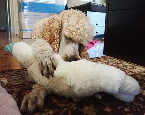 neopylamby4yrs01 neopylamby4yrs01