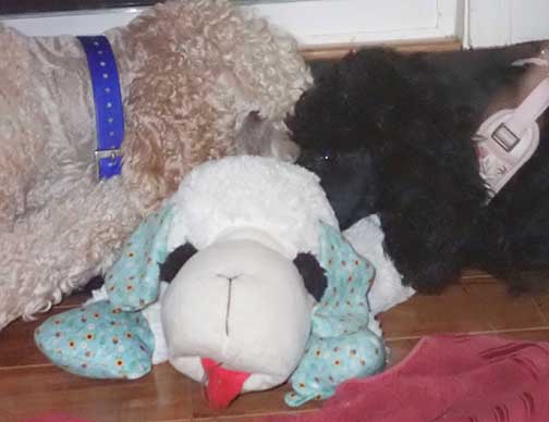 neopyspiritroyalstandardpoodles02 neopyspiritroyalstandardpoodles02