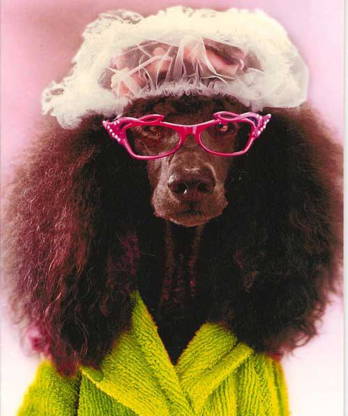 Standard Poodle Structure