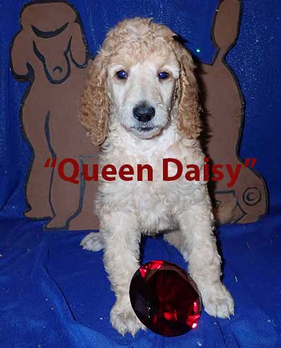 puppiesforsaleJH7wkDaisy0624