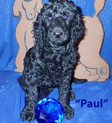 puppiesforsaleJH7wkPaul0312