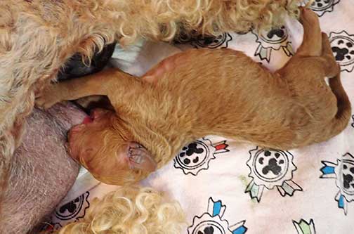 standardpoodlepuppiesforsaleNBD1wk04