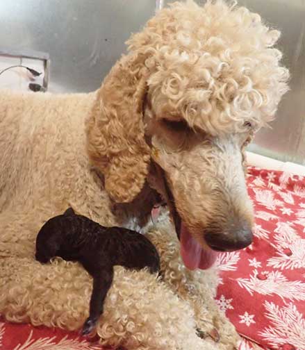 standardpoodlepuppiesforsaleNBD1wk03