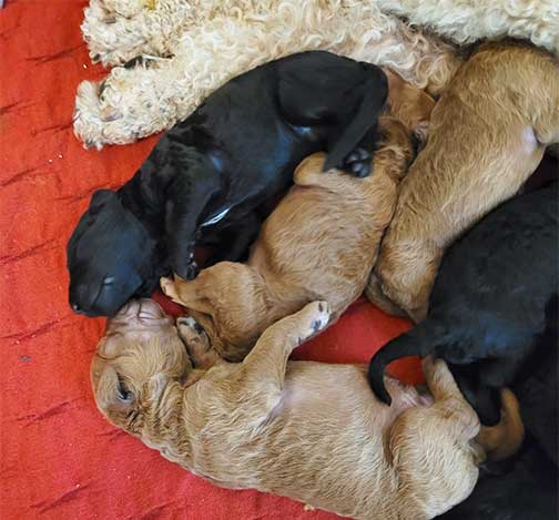 standardpoodlepuppiesforsaleNBD1wk05