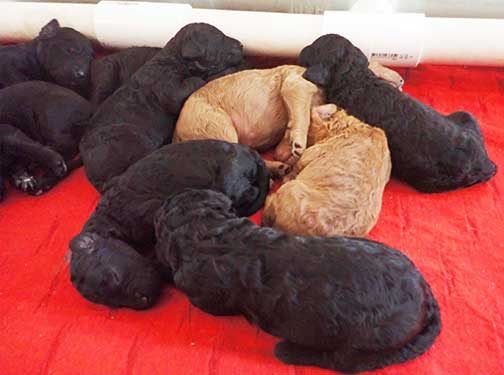 standardpoodlepuppiesforsaleNBD1wk06