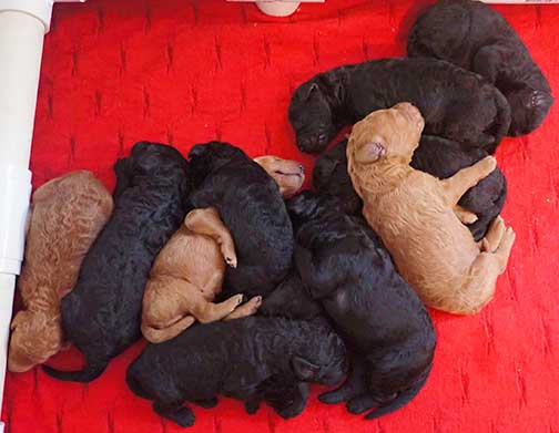 standardpoodlepuppiesforsaleNBD1wk08