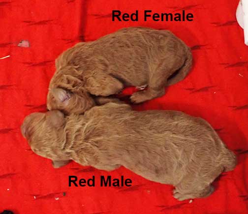 standardpoodlepuppiesforsaleNBD1wk08