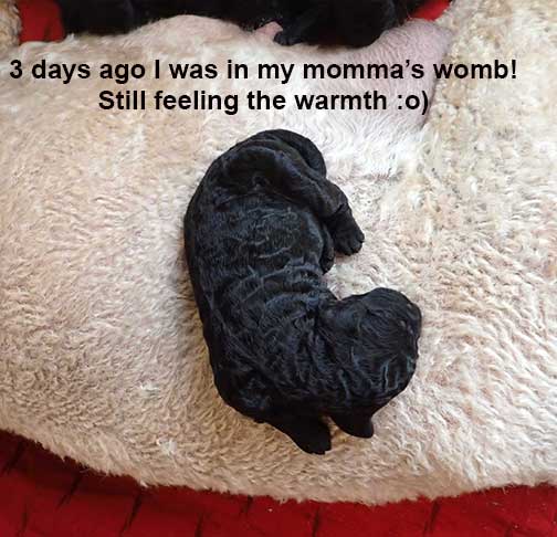 standardpoodlepuppiesforsaleNBD1wk09