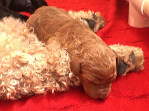 standardpoodlepuppiesforsaleNBD1wk10