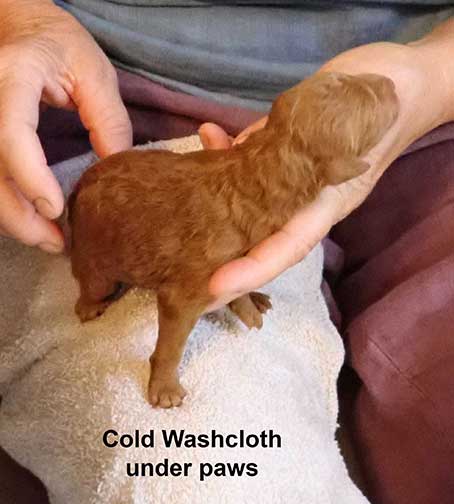 standardpoodlepuppiesforsaleNBD1wk13
