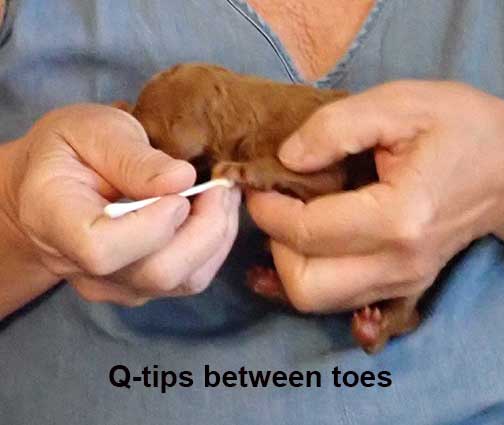 standardpoodlepuppiesforsaleNBD1wk14