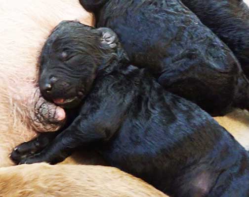 standardpoodlepuppiesforsaleNBD1wk17