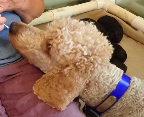 standardpoodlepuppiesforsaleNBD1wk18