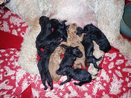 standardpoodlepuppiesforsaleNBD1wk19