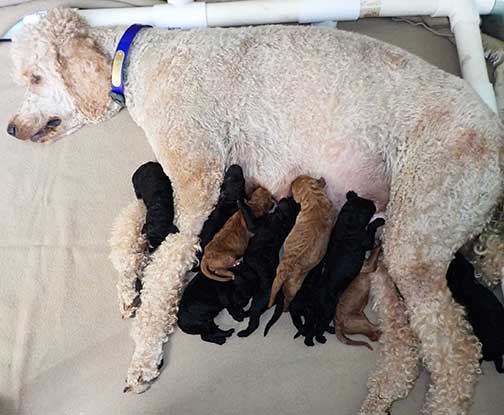 standardpoodlepuppiesforsaleNBD1wk20
