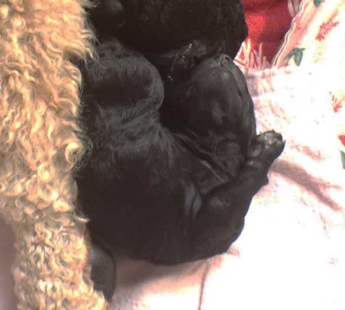 standardpoodlepuppiesforsaleNBD1wk24