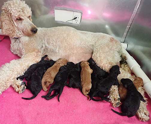 standardpoodlepuppiesforsaleNBD1wk26