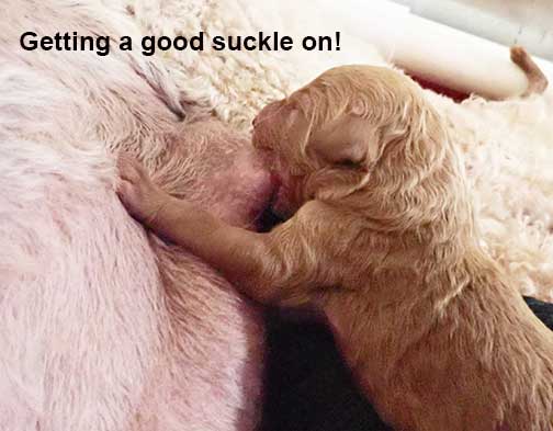 standardpoodlepuppiesforsaleNBD1wk28