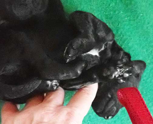 standardpoodlepuppiesforsaleNBD1wk32