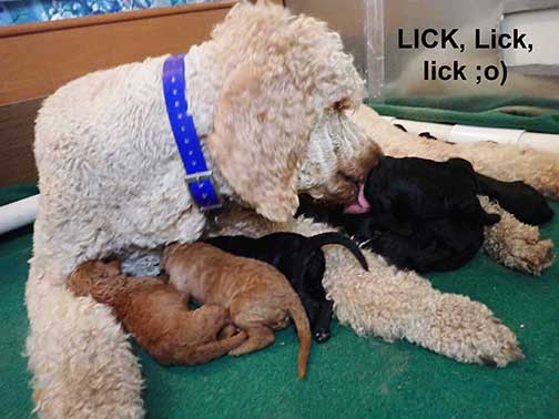 standardpoodlepuppiesforsaleNBD1wk33