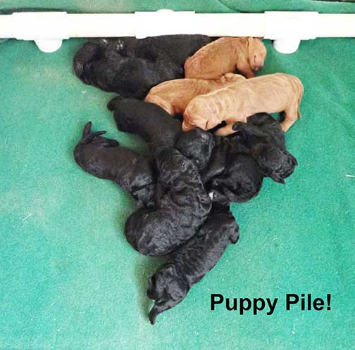 standardpoodlepuppiesforsaleNBD1wk34