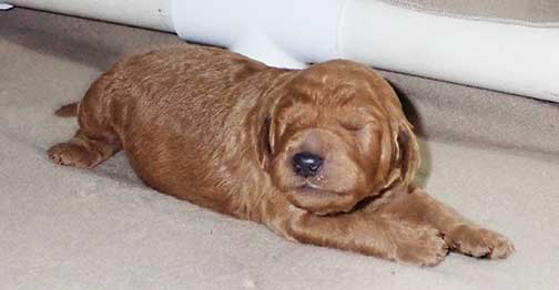 standardpoodlepuppiesforsaleNBD3wk01