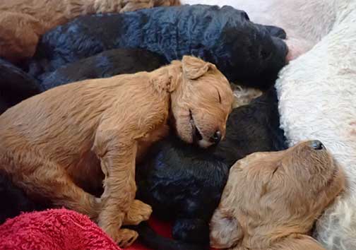 standardpoodlepuppiesforsaleNBD3wk03